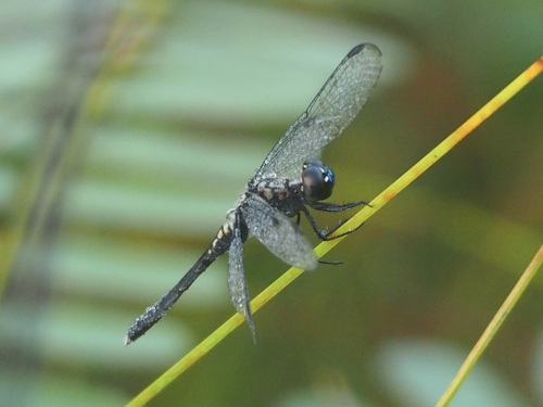 Erythrodiplax basalis