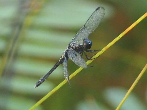Erythrodiplax basalis