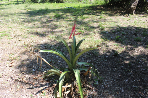 Aechmea bracteata