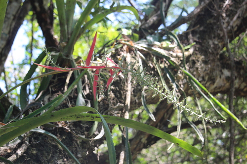 Aechmea bracteata