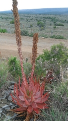 Aloe microstigma