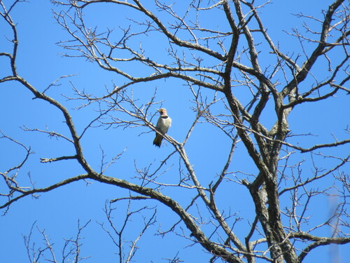 Northern Flicker