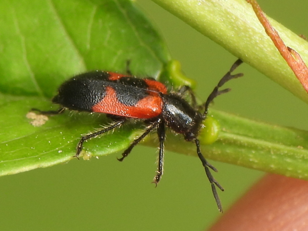 Four-spotted Checkered Beetle
