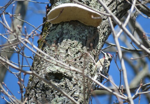 Yellow-bellied Sapsucker