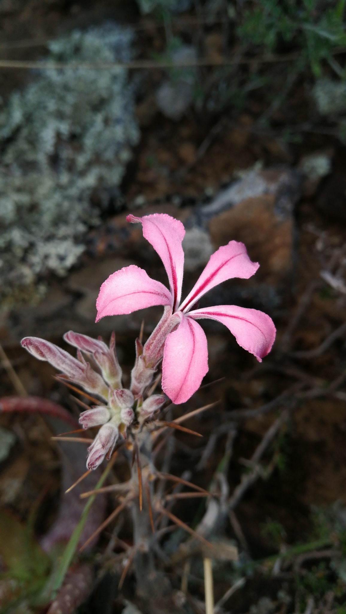 Pachypodium succulentum