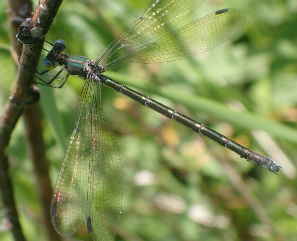 amber-winged spreadwing