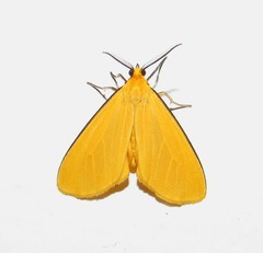 Heliactinidia nigrilinea