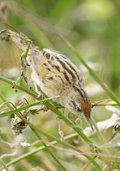 Bay-Capped Wren-Spinetail photo 3