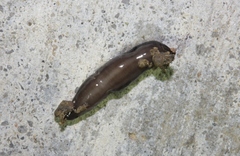 Kontikia ventrolineata