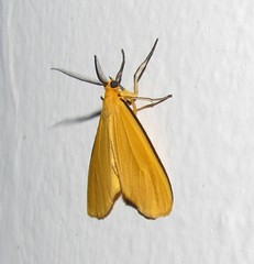 Heliactinidia nigrilinea
