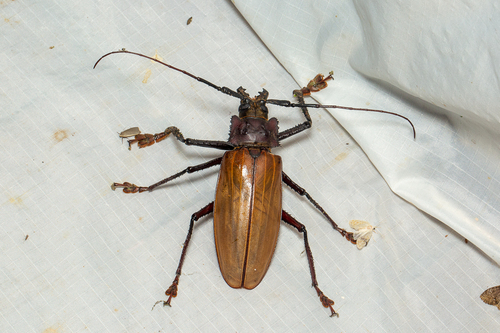Remphan hopei