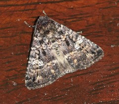 Condica aroana