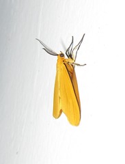 Heliactinidia nigrilinea