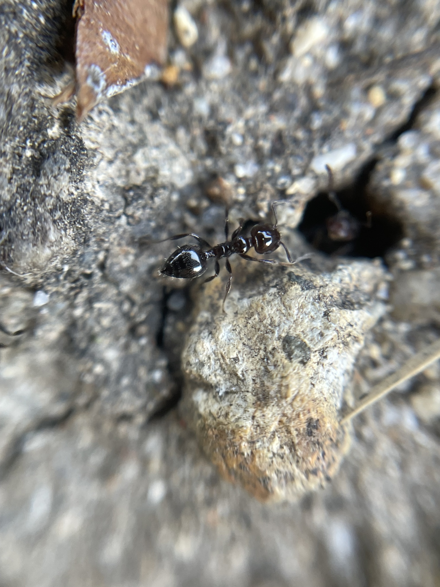 Crematogaster nawai
