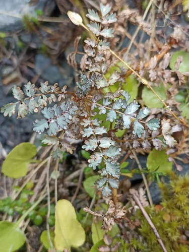 Acaena saccaticupula (Acaena saccaticupula)