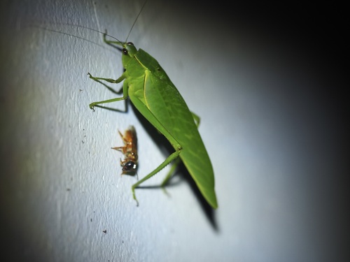 Steirodon degeeri