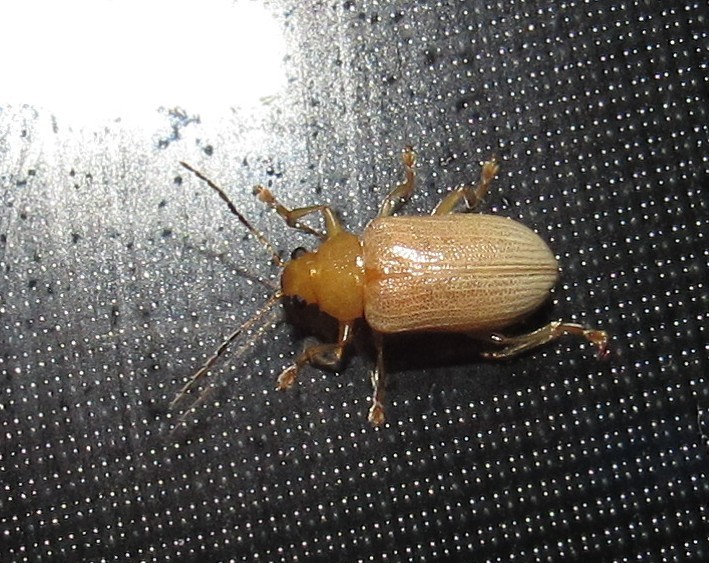 Metaxyonycha pallidula