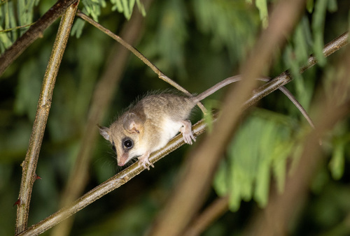 Agile Gracile Opossum
