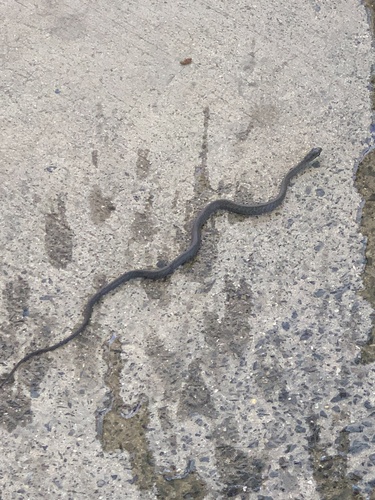 Common Tree Snake sighting