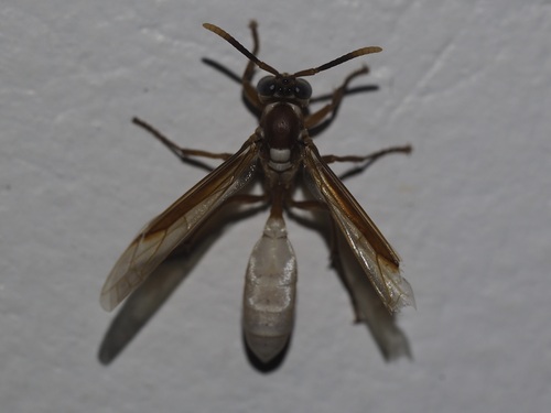 Apoica gelida