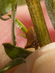 Multareoides bifurcatus