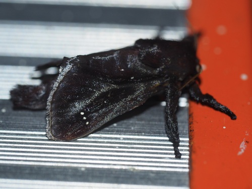 Acharia affinis