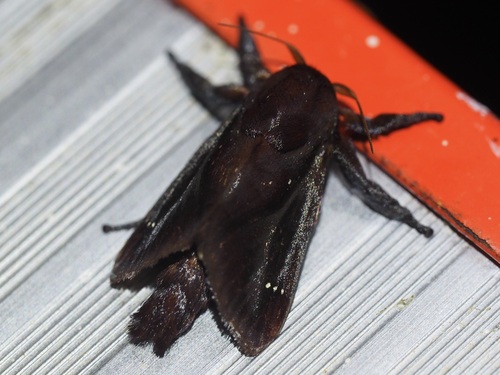 Acharia affinis