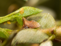 Multareoides bifurcatus