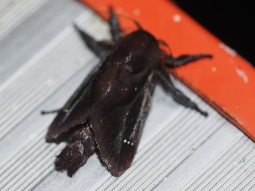 Acharia affinis