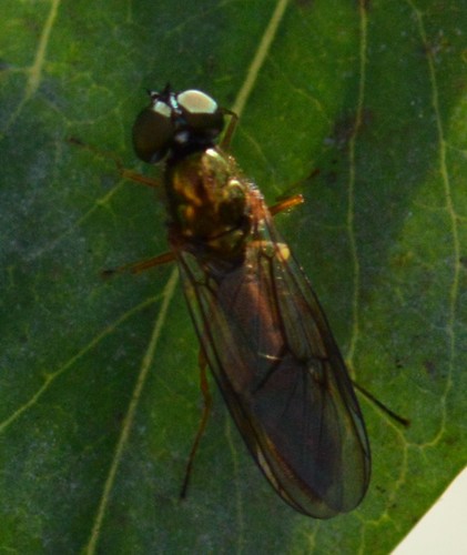 Twin-Spot Centurion Fly photo 6