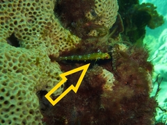 Helcogramma decurrens