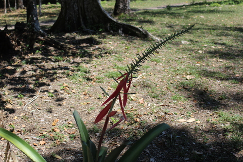 Aechmea bracteata