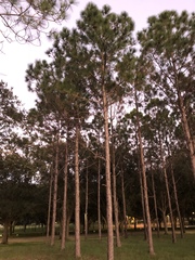 Pinus elliottii densa