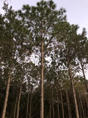 Pinus elliottii densa
