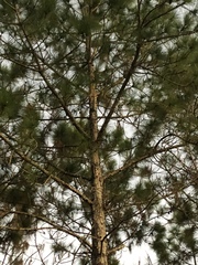 Pinus elliottii densa