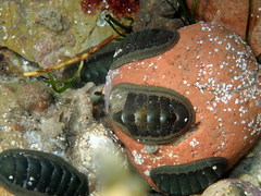 Chitonoidea