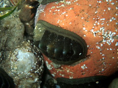 Chitonoidea