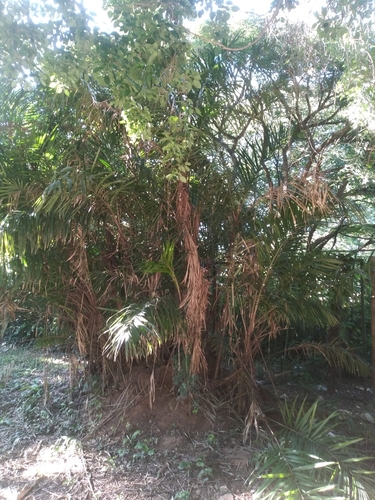 Image of Bactris major by no rights reserved