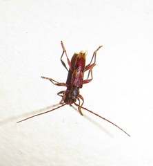 Eurysthea hirta