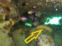 Holopsamma laminaefavosa
