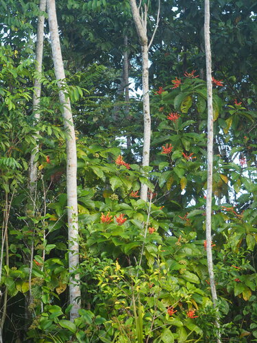 Isertia coccinea
