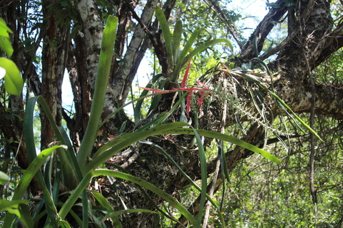Aechmea bracteata