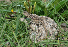 Phrynocephalus vlangalii