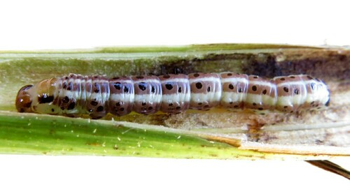 Burdock Borer Moth photo 3