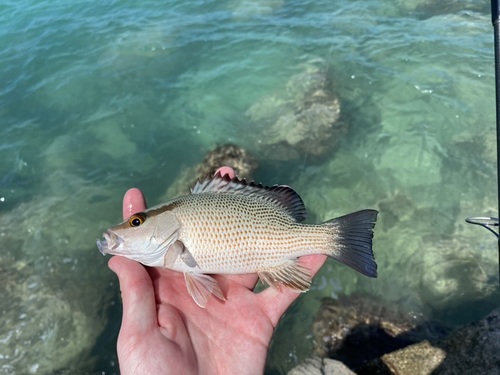 Grey snapper (Lutjanus griseus) — Lutjanidae — 2