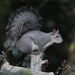 Western Gray Squirrel - Photo (c) Kim Cabrera, some rights reserved (CC BY-NC-ND), uploaded by Kim Cabrera