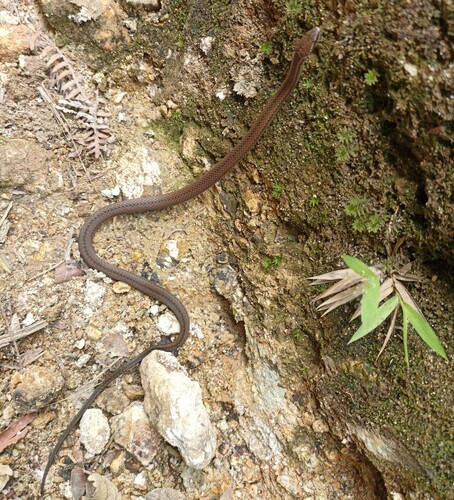 Photo of a Marcella's Graceful Brown Snake (Rhadinaea marcellae)