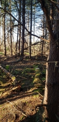 Perisoreus canadensis image