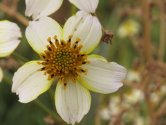 Bidens aurea