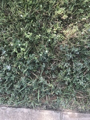 Magnoliopsida